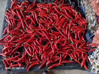 가야산자락한수덕님의 고추 · 영농일지 작성글 사진