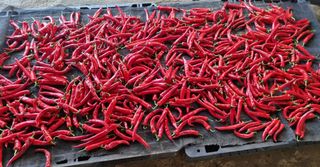 가야산자락한수덕님의 고추 · 영농일지 작성글 사진