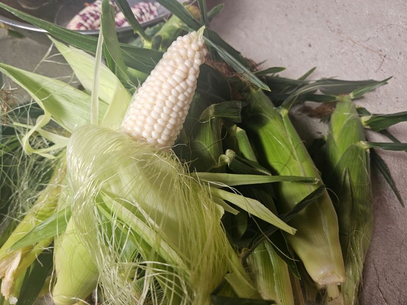 심재영님의 장터 판매 상품 [초당옥수수 판매합니다.] 첨부 사진