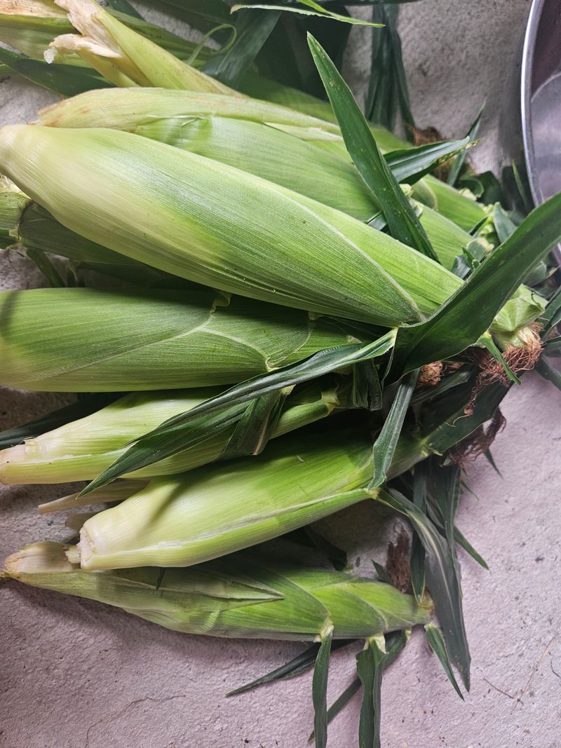 심재영님의 장터 판매 상품 [초당옥수수 판매합니다.] 첨부 사진
