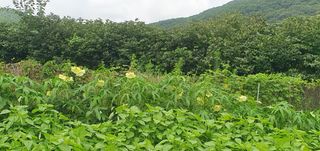 슈퍼맨님의 자유주제 · 자유게시판 작성글 사진