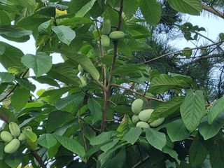 김현숙 블루베리 작두콩님의 ☀️8월 농작업 계획 · 참여글 작성글 사진
