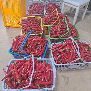 보리님의 고추 · 영농일지 작성글 사진