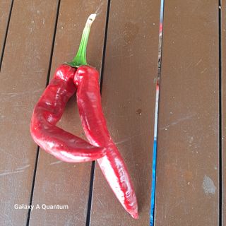 보리님의 고추 · 영농일지 작성글 사진