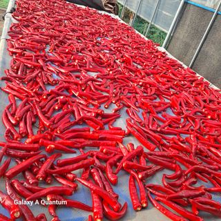 보리님의 고추 · 영농일지 작성글 사진