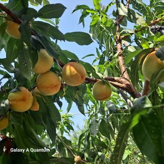 보리님의 고추 · 영농일지 작성글 사진