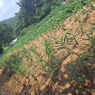 보리님의 고추 · 영농일지 작성글 사진