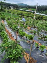 팜모닝 기타작물·영농일지 게시글 이미지