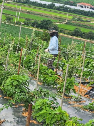 수정엄마입니다!님의 기타작물 · 영농일지 작성글 사진