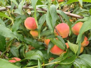 수정엄마입니다!님의 기타작물 · 영농일지 작성글 사진