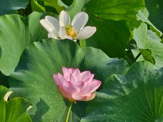 (주)연리지윤태금님의 기타작물 · 영농일지 작성글 사진