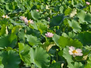 (주)연리지윤태금님의 기타작물 · 영농일지 작성글 사진