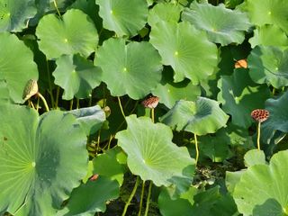 (주)연리지윤태금님의 기타작물 · 영농일지 작성글 사진