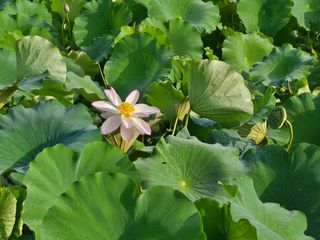 (주)연리지윤태금님의 기타작물 · 영농일지 작성글 사진