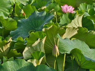 (주)연리지윤태금님의 기타작물 · 영농일지 작성글 사진