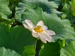 (주)연리지윤태금님의 기타작물 · 영농일지 작성글 사진