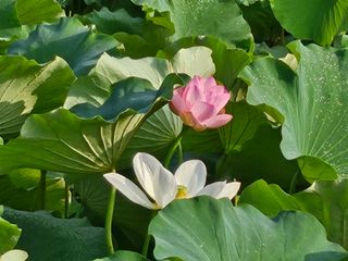 (주)연리지윤태금님의 기타작물 · 영농일지 작성글 사진