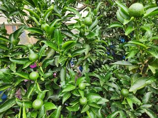 귤껍데기님의 귤 · 영농일지 작성글 사진