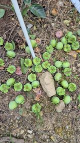 팜모닝 감·영농일지 게시글 이미지