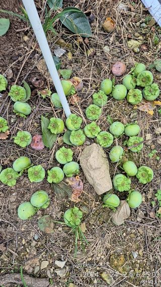 최호용님의 감 · 영농일지 작성글 사진