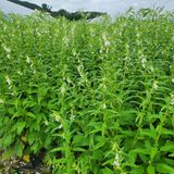 팜모닝 참깨·영농일지 게시글 이미지