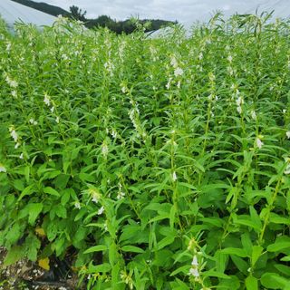 에덴농원님의 참깨 · 영농일지 작성글 사진