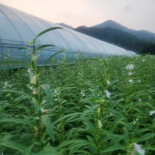 에덴농원님의 참깨 · 영농일지 작성글 사진