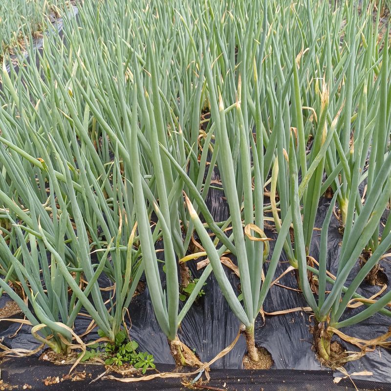 장터 상품 [(마감)삼동파.영양부추.자색삼동파 판매] 썸네일