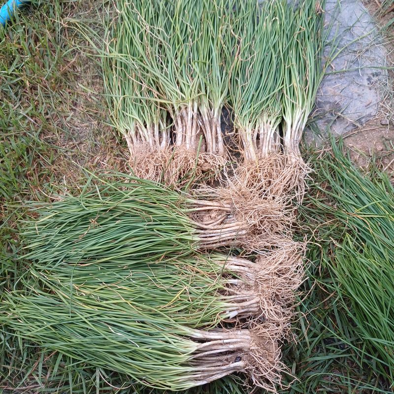 삼성농산님의 장터 판매 상품 [(마감)삼동파.영양부추.자색삼동파 판매] 첨부 사진