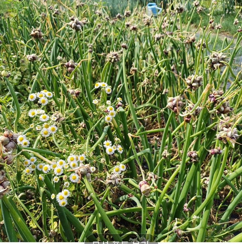 삼성농산님의 장터 판매 상품 [(마감)삼동파.영양부추.자색삼동파 판매] 첨부 사진
