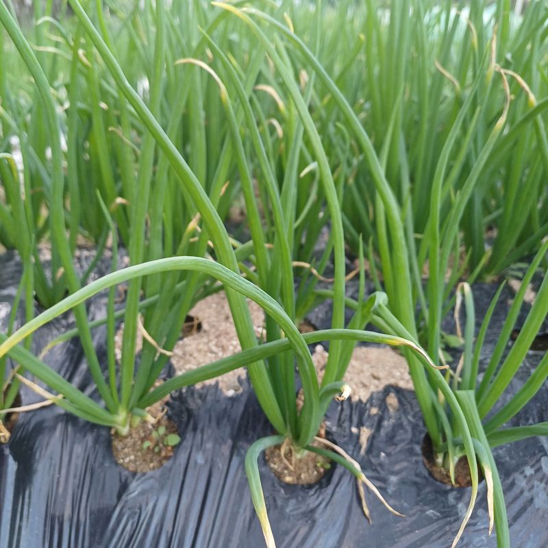 삼성농산님의 장터 판매 상품 [(마감)삼동파.영양부추.자색삼동파 판매] 첨부 사진