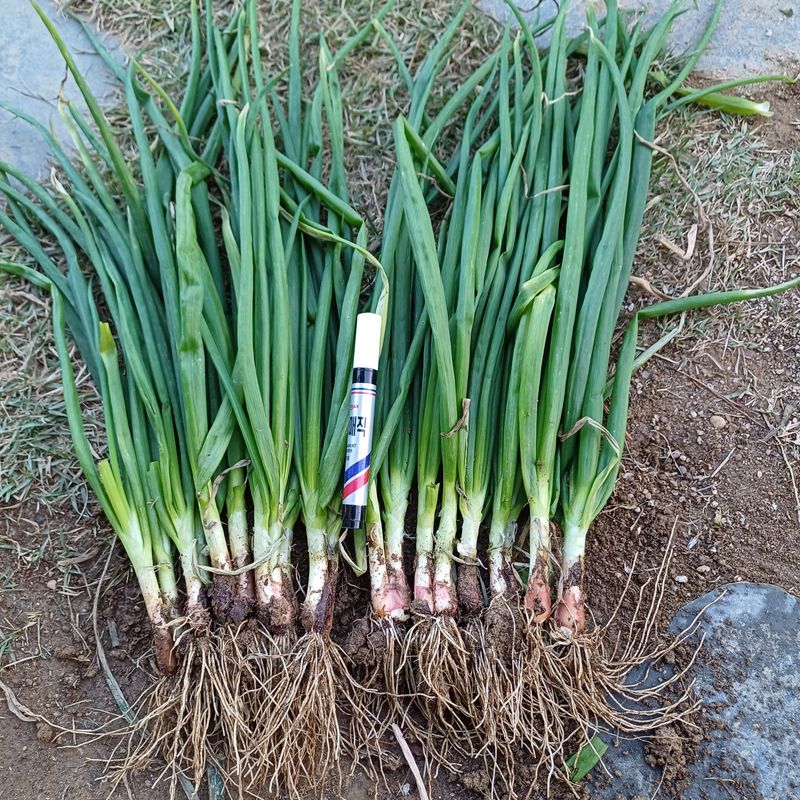 삼성농산님의 장터 판매 상품 [(마감)삼동파.영양부추.자색삼동파 판매] 첨부 사진