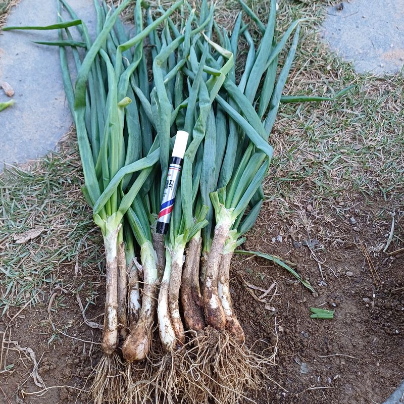 삼성농산님의 장터 판매 상품 [(마감)삼동파.영양부추.자색삼동파 판매] 첨부 사진