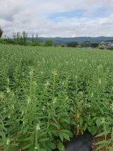 팜모닝 참깨·영농일지 게시글 이미지