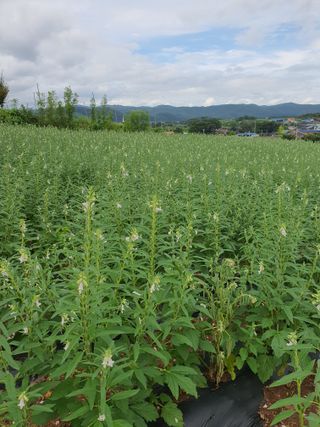 김영복님의 참깨 · 영농일지 작성글 사진