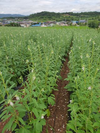 김영복님의 참깨 · 영농일지 작성글 사진