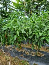 팜모닝 고추·영농일지 게시글 이미지