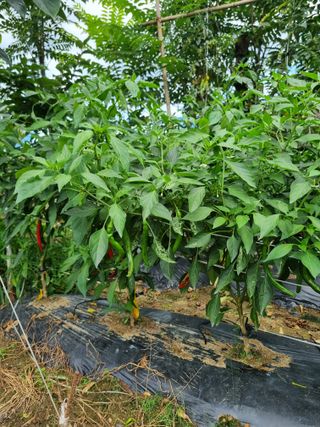 오이15230님의 고추 · 영농일지 작성글 사진