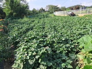 자미농원~김미자님의 들깨 · 영농일지 작성글 사진