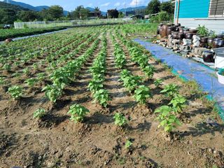 자미농원~김미자님의 들깨 · 영농일지 작성글 사진