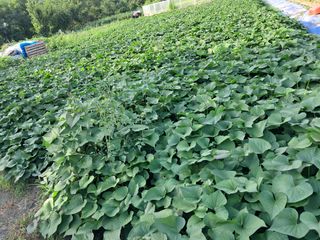 자미농원~김미자님의 들깨 · 영농일지 작성글 사진