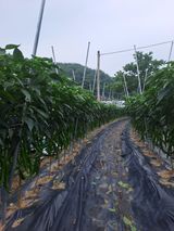 팜모닝 고추·영농일지 게시글 이미지