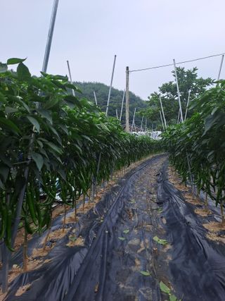 이보천님의 고추 · 영농일지 작성글 사진