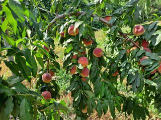 이은주(여성초보농민님의 복숭아 · 영농일지 작성글 사진
