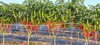 손중호 님의 고추 · 영농일지 작성글 사진