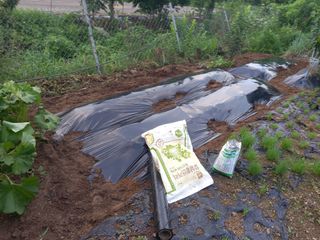 수랏간 농원 안승호님의 기타작물 · 영농일지 작성글 사진