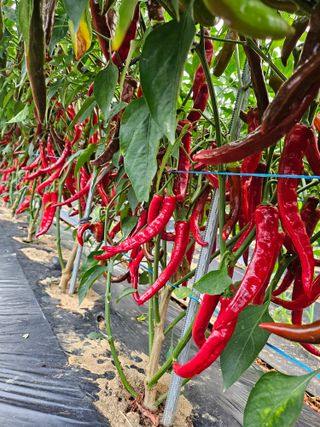 김덕조님의 자유주제 · 자유게시판 작성글 사진