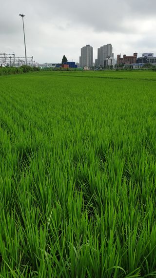 마늘양파참님의 벼 · 영농일지 작성글 사진