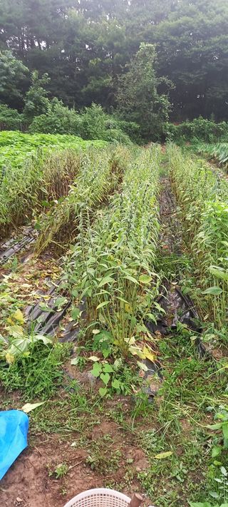 고병길님의 참깨 · 영농일지 작성글 사진