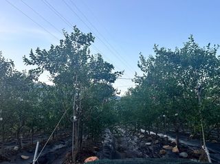 김광열님의 기타작물 · 영농일지 작성글 사진